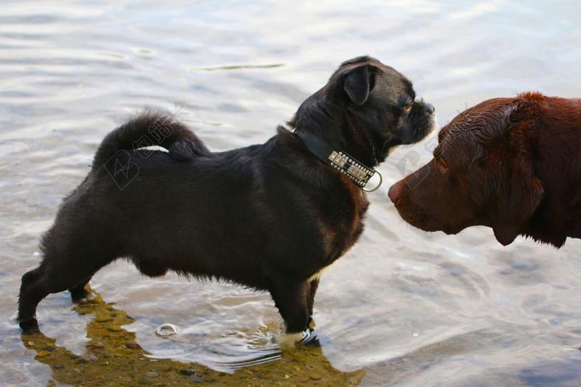 自然岸边玩耍的小狗背景图片