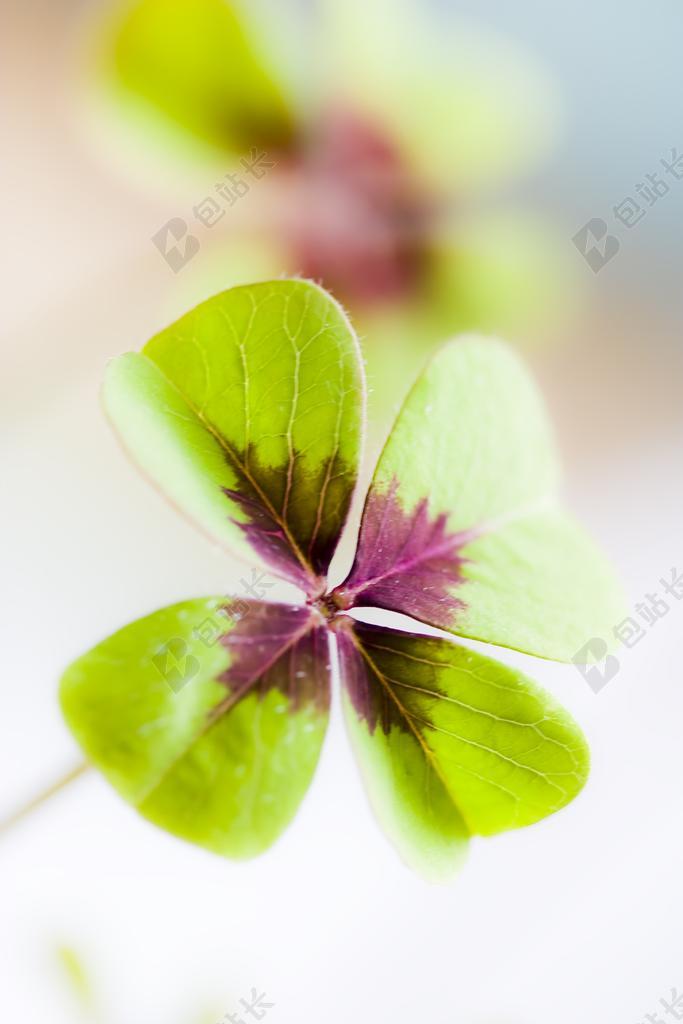 植物唯美四叶草特写背景图片