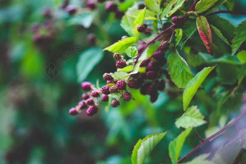 新鲜 黑莓 布什 自然 绿色 水果 黑 健康 小 年轻