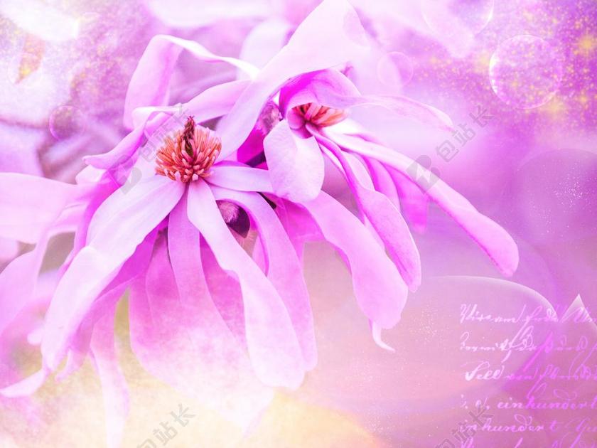 玉兰 开花 粉红色 美丽 招标 花 字体 背景