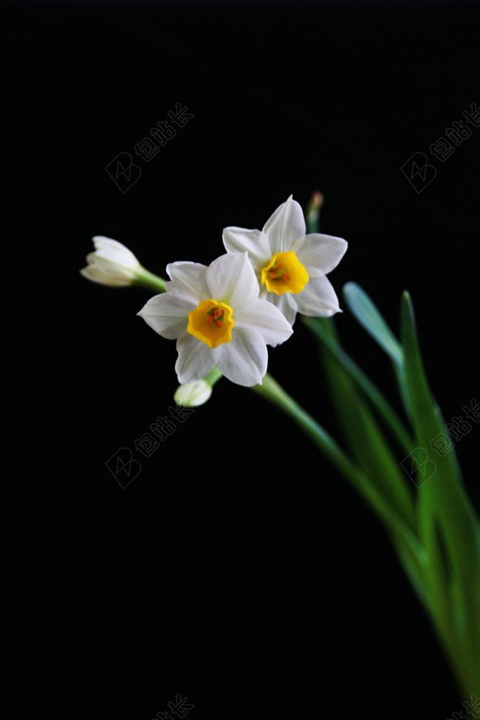 植物清新盛开的水仙花植物装饰鲜花背景图片