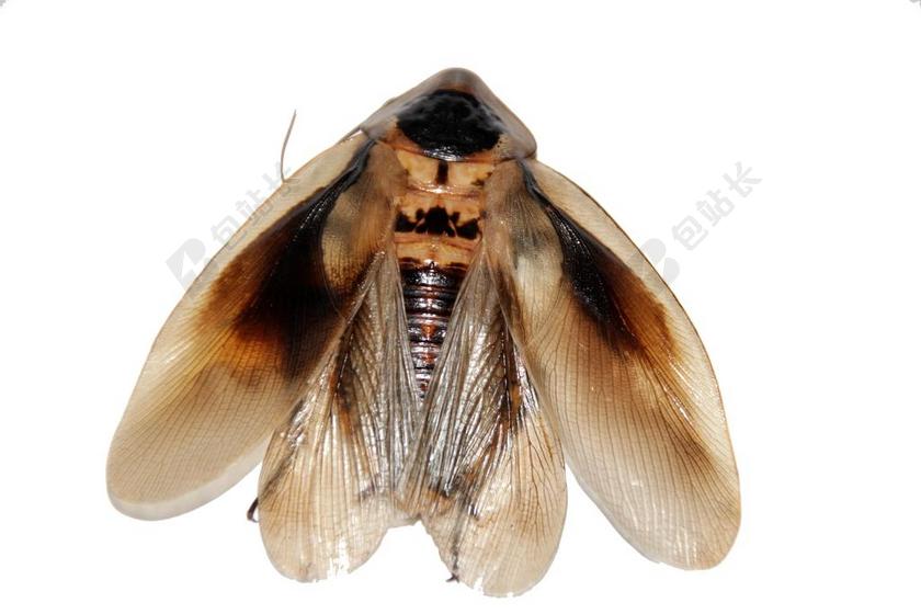 蟑螂 昆虫 意象 BLABERUS 宠物 动物