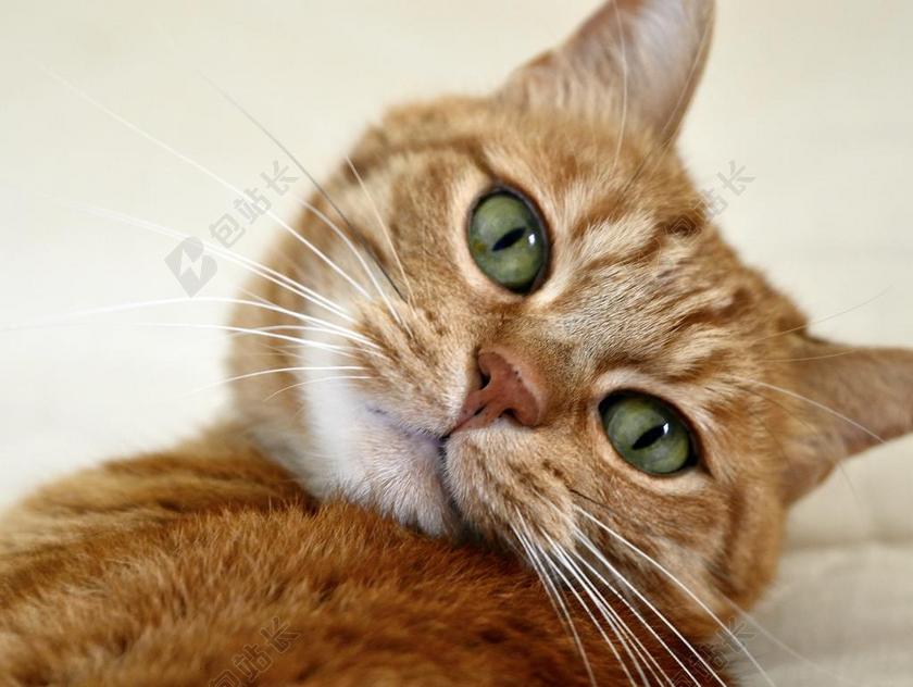 唯美歪头的橘猫背景图片