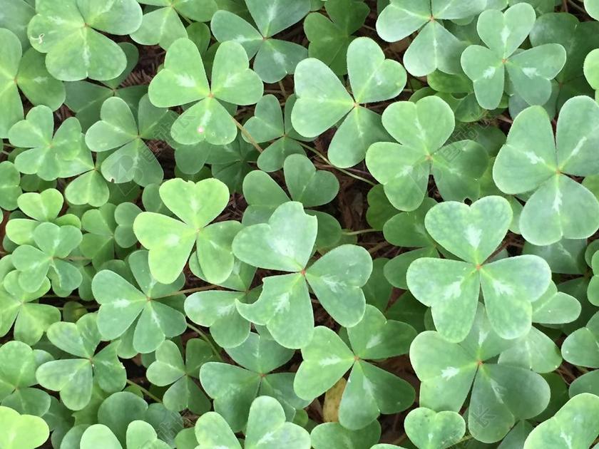 酢浆草 三叶草 红木 森林 地毯 绿色 植物 自然 运气