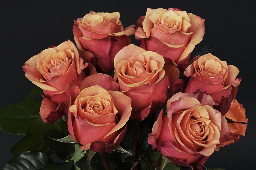 粉色植物美丽一大束的玫瑰花花束鲜花装饰背景图片