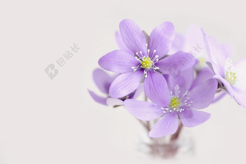 鲜花 招标 花瓣 赫帕卡 紫 紫春天的花 春天的花 早布卢默