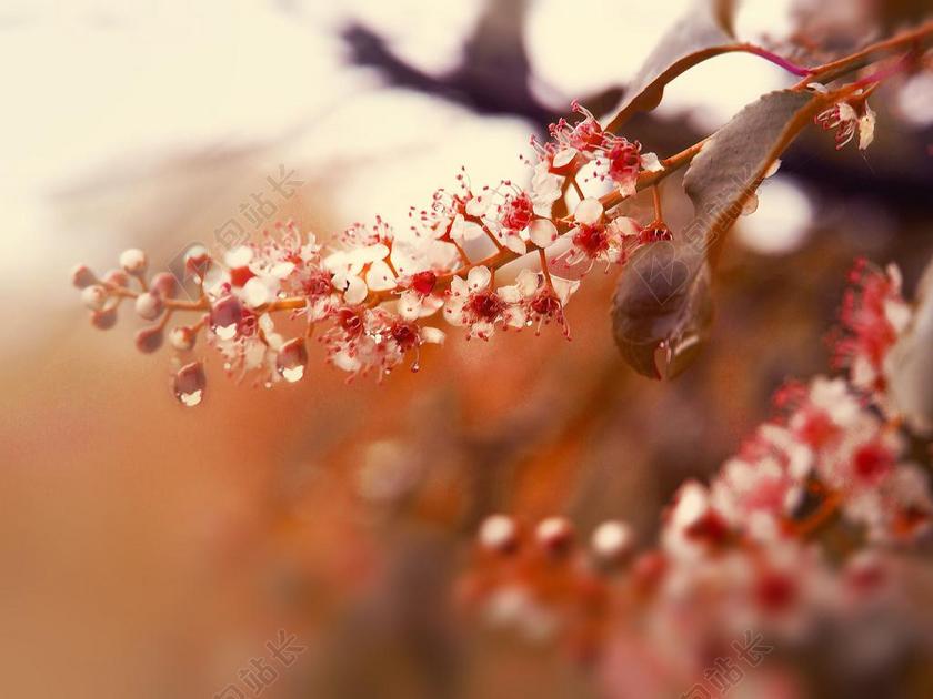 性质 花园 植物 树 花 鸟樱桃 公园 绿色 景观 春