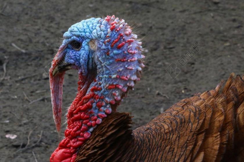 火鸡 后院 鸟 养殖 农场 动物