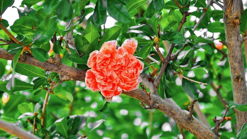 石榴 花卉 夏季 红色花