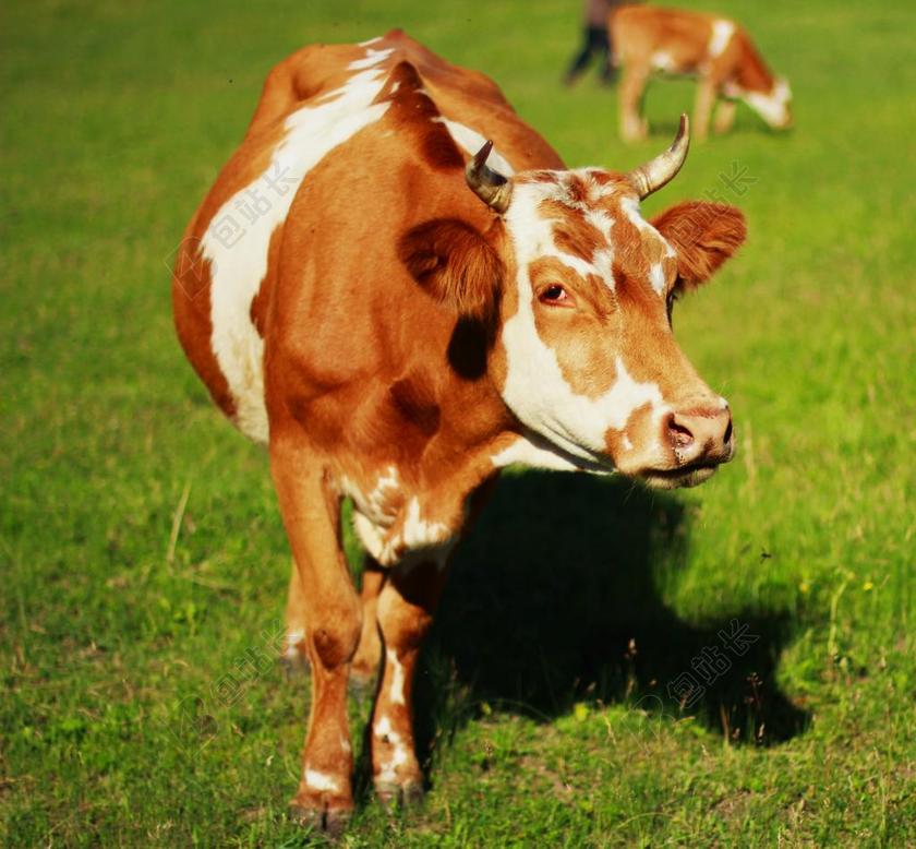 动物 牛 黄牛 草地 漫步 景观 放牧 意境 健康 干净