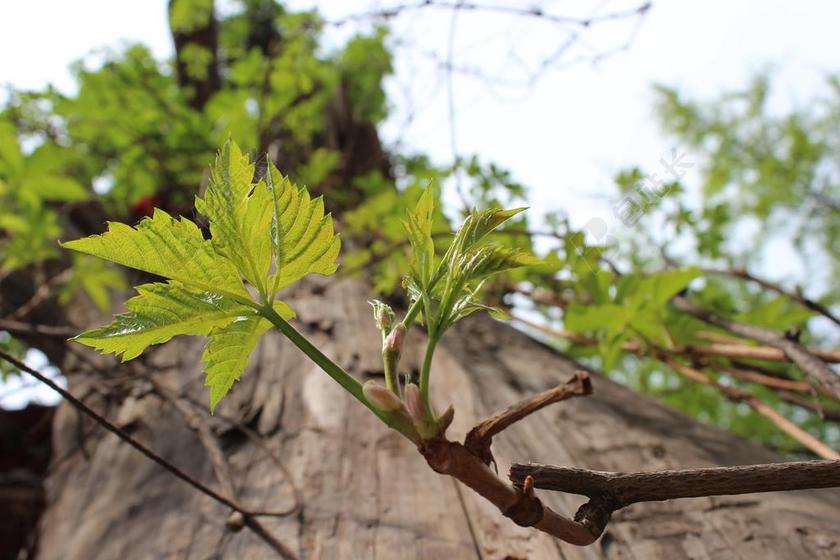 古树 新芽 大叔