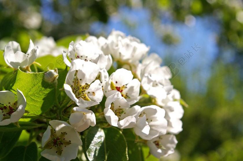 春天 花瓣 树 鲜花 棵梨树 白色的花 芽 白 盛开 性质