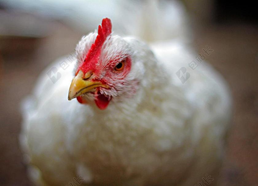 白色家禽母鸡面部特写背景图片