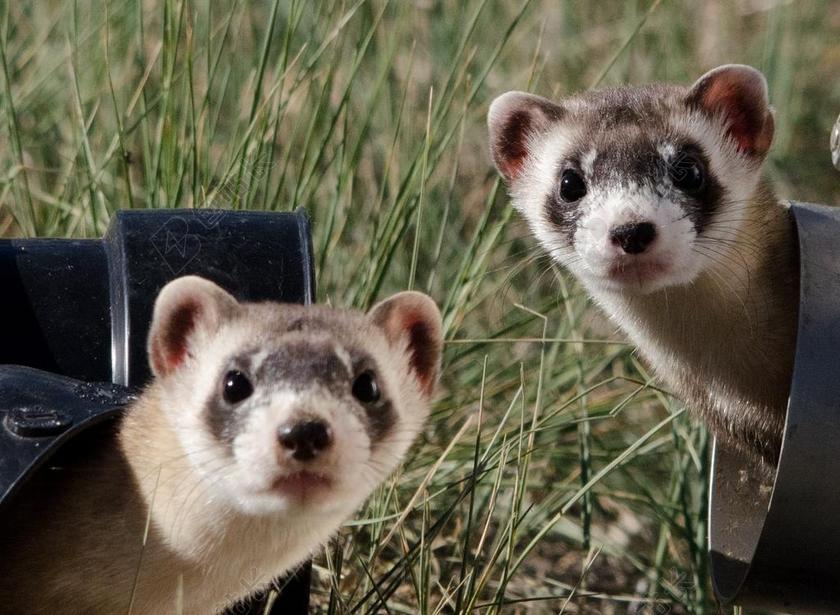 黑足雪貂 寻找 两 可爱 头 野生动物 自然 动物 肖像