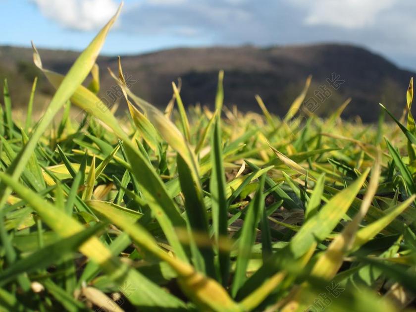 自然 草 天然本底 绿色 绿色背景 背景绿色 户外 绿色的田野
