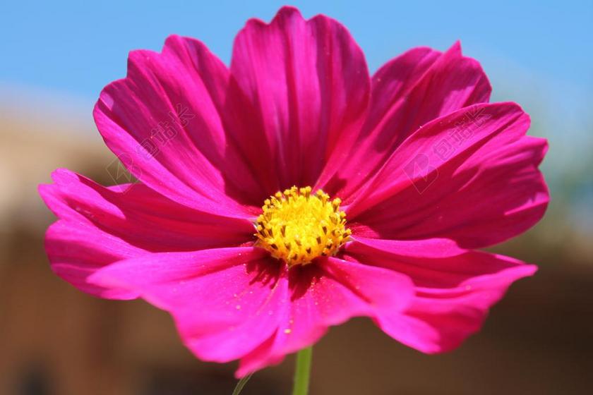 花自然春花园盛开粉红色背景图片