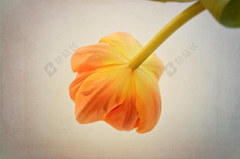 郁金香 花 橙 橙花 橙色郁金香 之一 开花 花瓣 春天的花