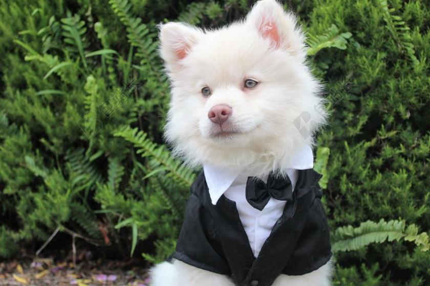 广告时尚可爱的西装狗宝宝宣传背景图片