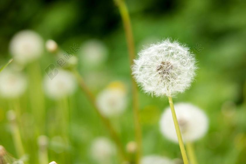 蒲公英 褪色 种子 乘法 繁殖 春天 指出花 飞行的种子