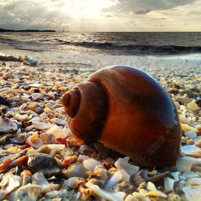 海 海滩 太阳 射线 动物 外壳 下午 水 自己 辐射