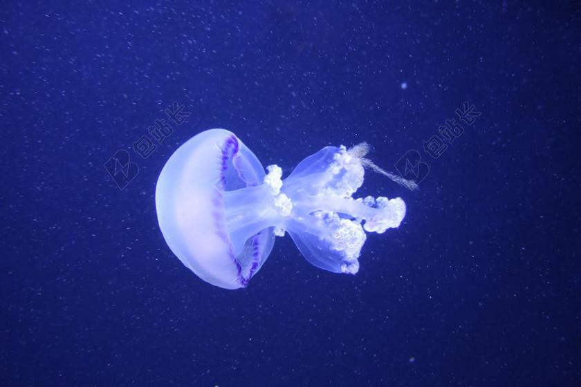 水母 美杜莎 CNIDARIAN 动物 水生动物 水 海 咸水