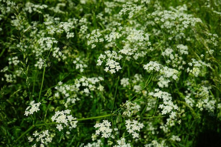尖 山萝卜 鲜花 白 峨 CHAEROPHYLLUM 恩 牛香菜