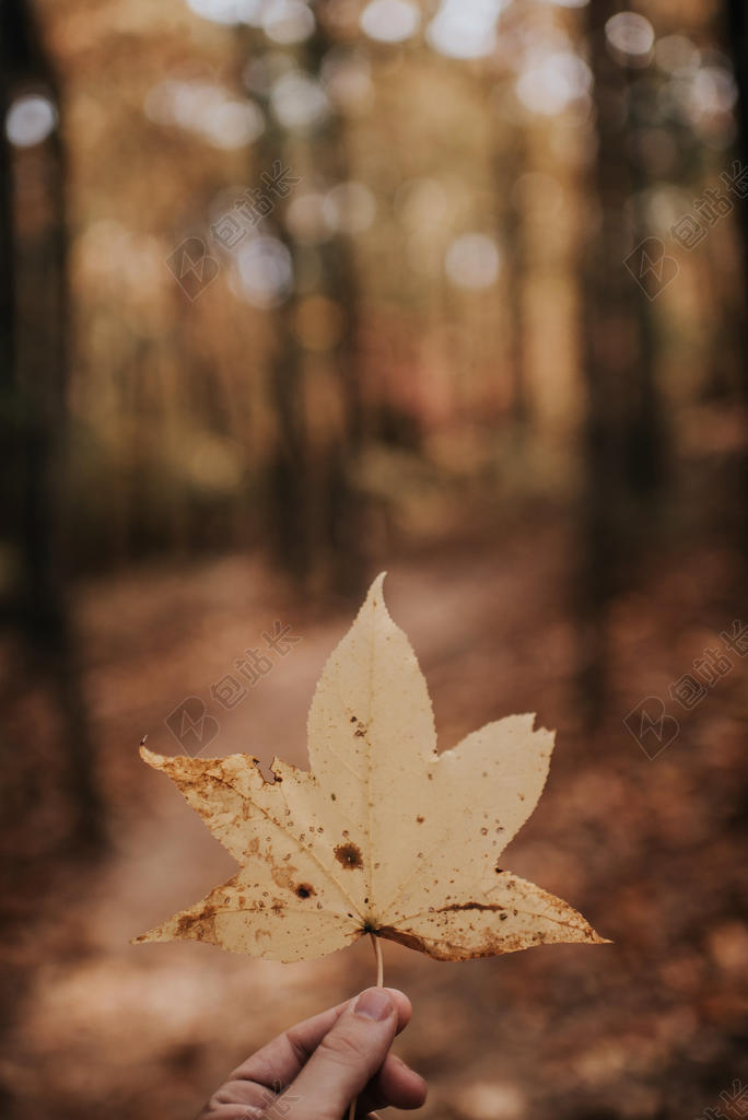米黄色旅游自然手拿枯叶城市背景图片