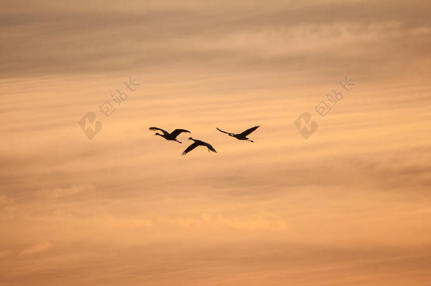 淡黄色摄影唯美三只大雁宣传背景图片
