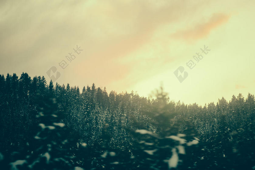 冬天的阳光和松林背景图片