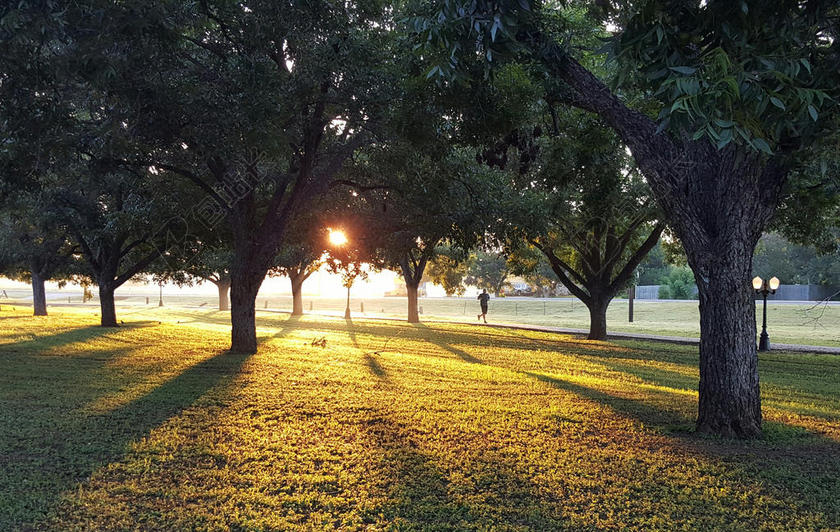 森林大树茂密图片