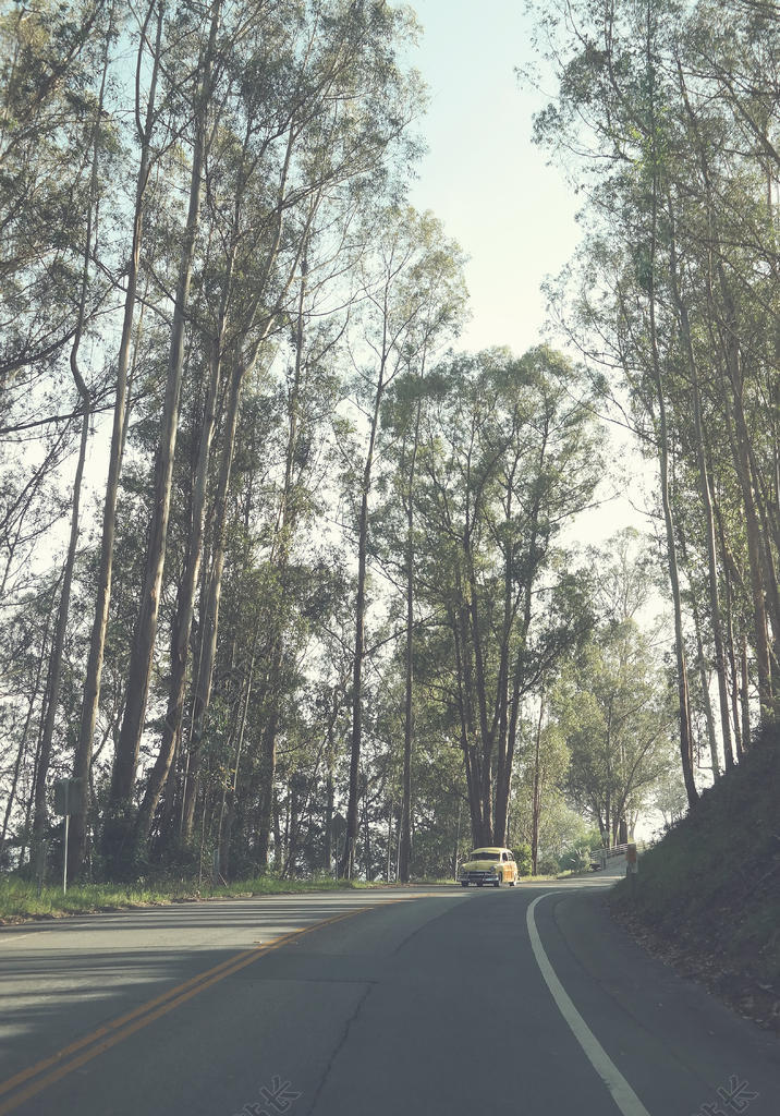 清晨的阳光和树林的阴影背景图片