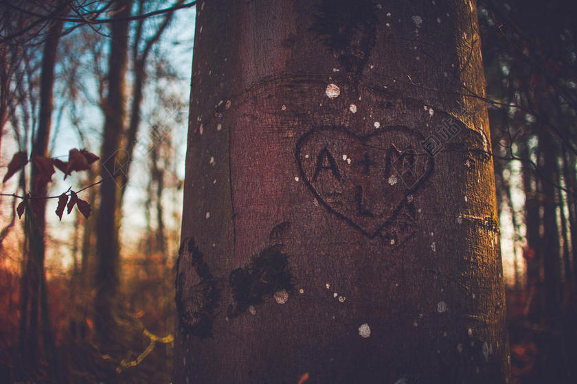 光影温馨树林大树上的爱心图案图画山野光影背景图片