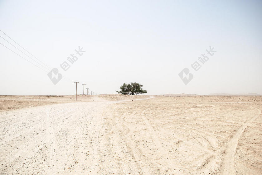 摄影唯美沙漠上的树背景图片