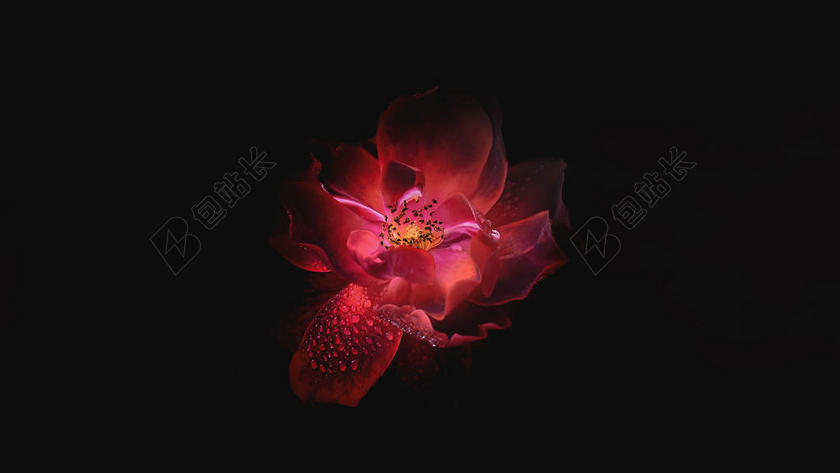 红色透明盛开的紫红鲜花花朵植物背景图片