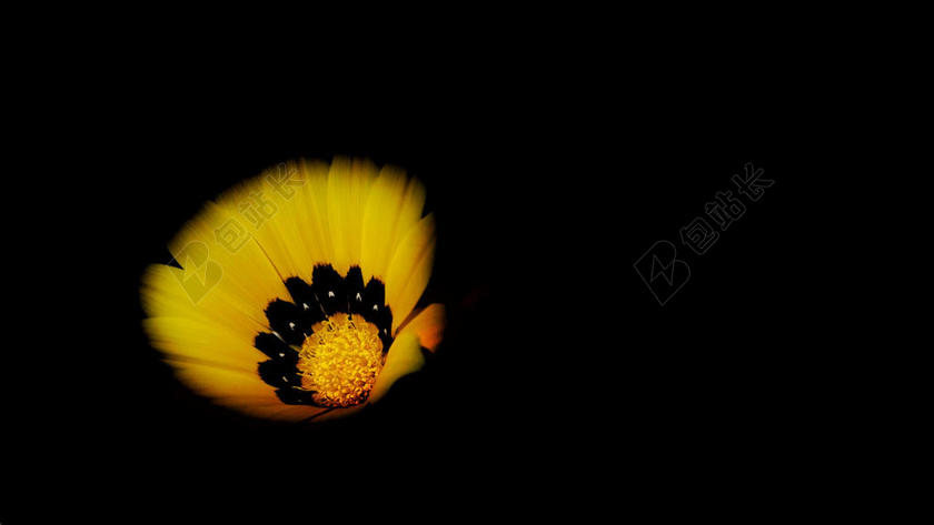 摄影简约被遮蔽的黄色花朵背景图片