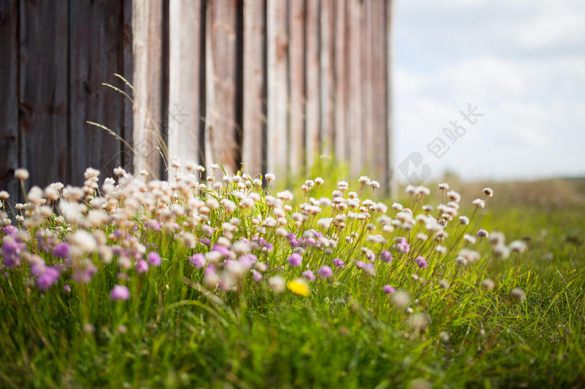春天植物风景绿地上的小花草地背景图片