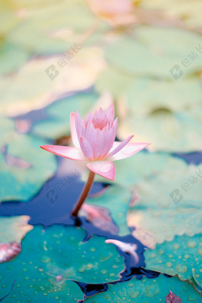 粉绿植物清新水面上的荷叶和睡莲鲜花植物背景图片