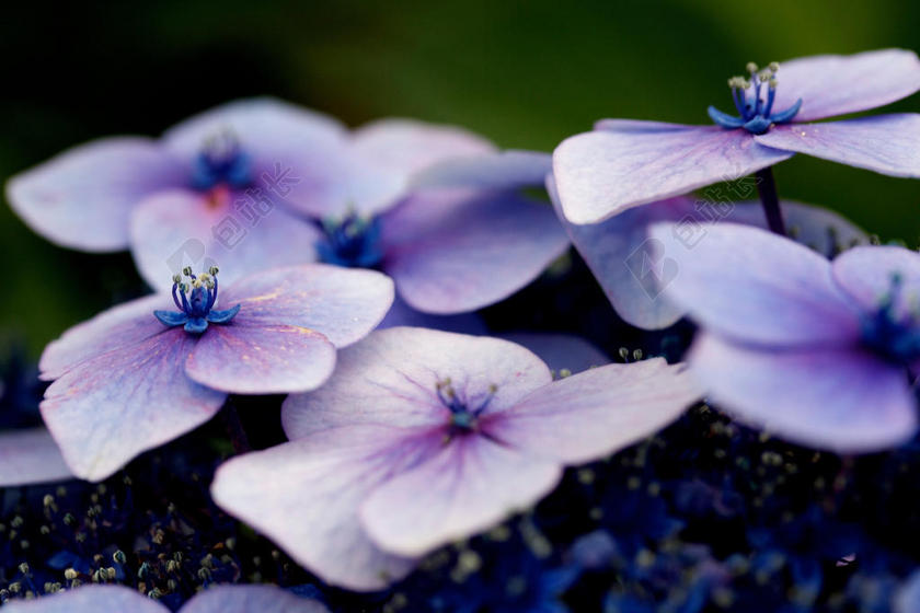 紫色植物美丽紫色小花的近照鲜花植物开花背景图片