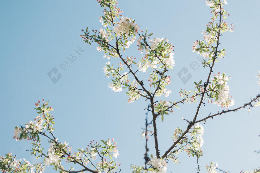 自然唯美白色植物背景图片