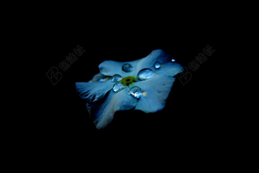 蓝色的花朵和露珠背景图片