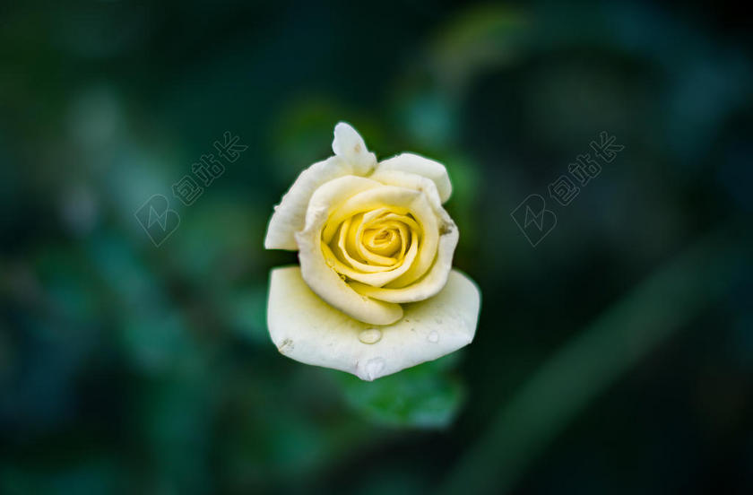 黄白植物娇嫩沾着水珠的玫瑰花玫瑰鲜花植物背景图片