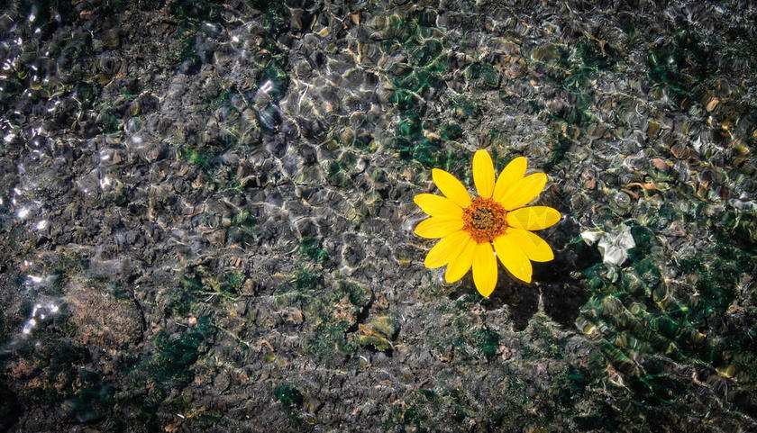 黄色植物清透漂浮在啊水面上的黄色花朵鲜花植物韵味背景图片