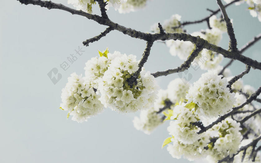 白色植物可爱小巧树枝上开放的一团团的小花植物开花鲜花背景图片