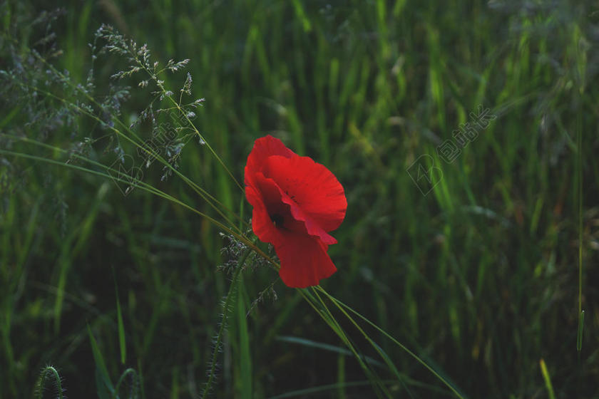 红绿植物鲜明草丛间的红花鲜花植物背景图片