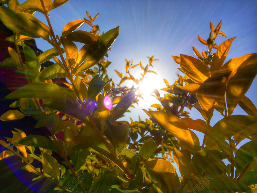 园艺自然阳光照射下的花园背景图片