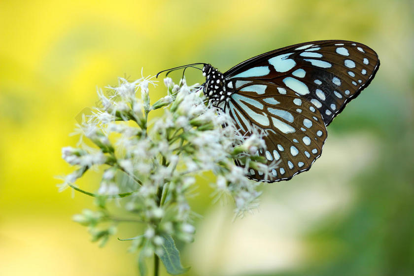 自然特写停在花瓣上的蝴蝶背景图片