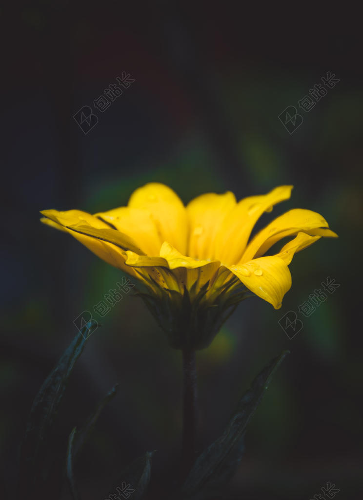 绽放的美丽黄色菊花背景图片