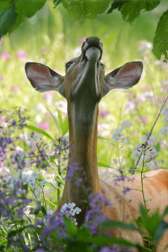 广告唯美野花从中的鹿宣传背景图片