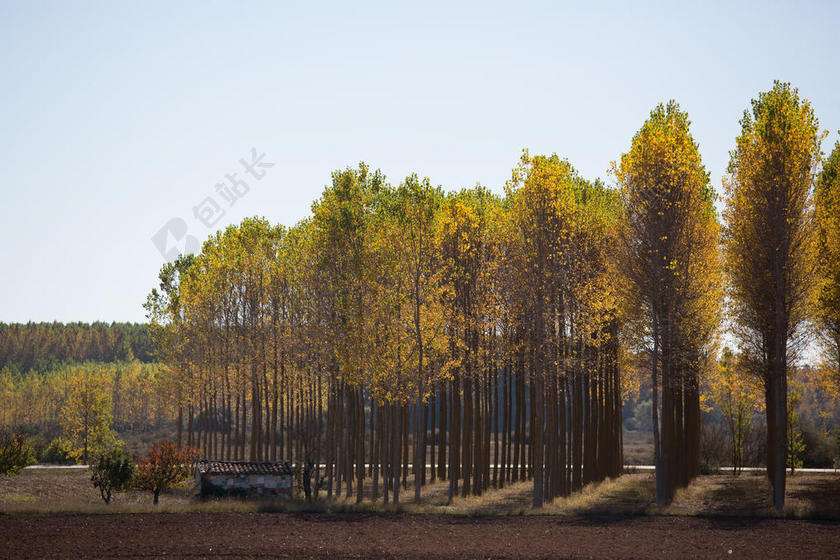 风景 风光 美景 田园 山水 树木 丛林 森林 秋天 秋日 树 树木 树林 森林