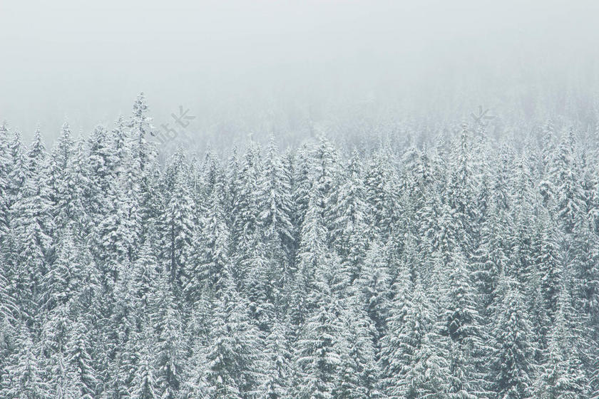 冬天白色的雪林背景图片